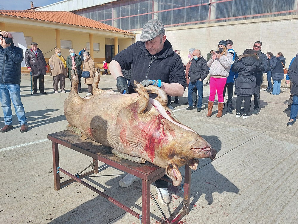 Los vecinos de Tamames disfrutan de su tradicional matanza