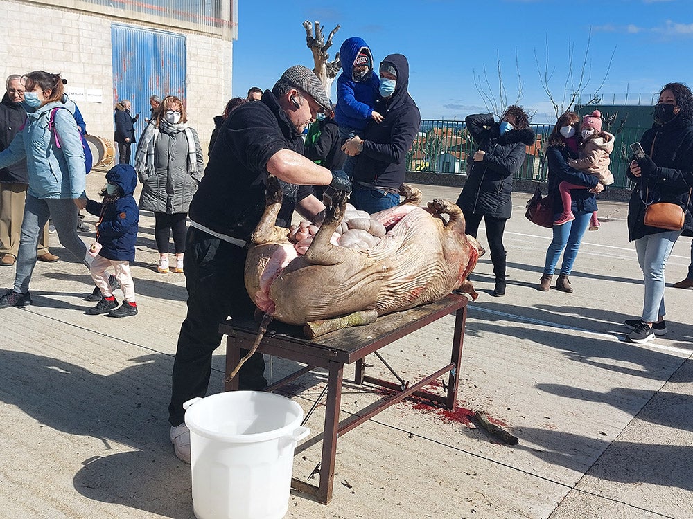 Los vecinos de Tamames disfrutan de su tradicional matanza