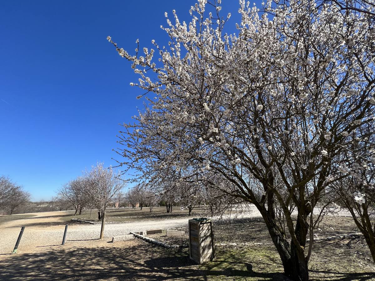 Fotos: Los almendros ya están en flor en Valladolid