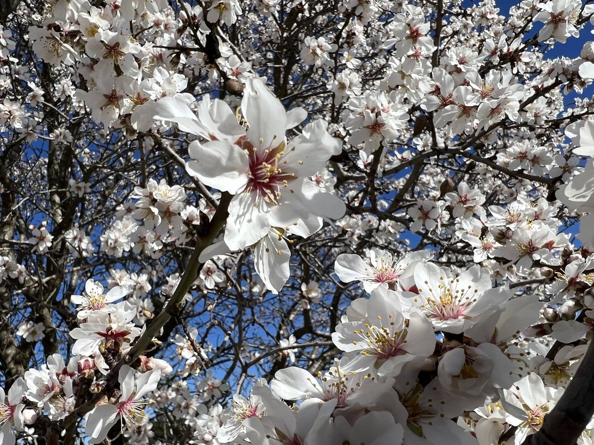 Fotos: Los almendros ya están en flor en Valladolid