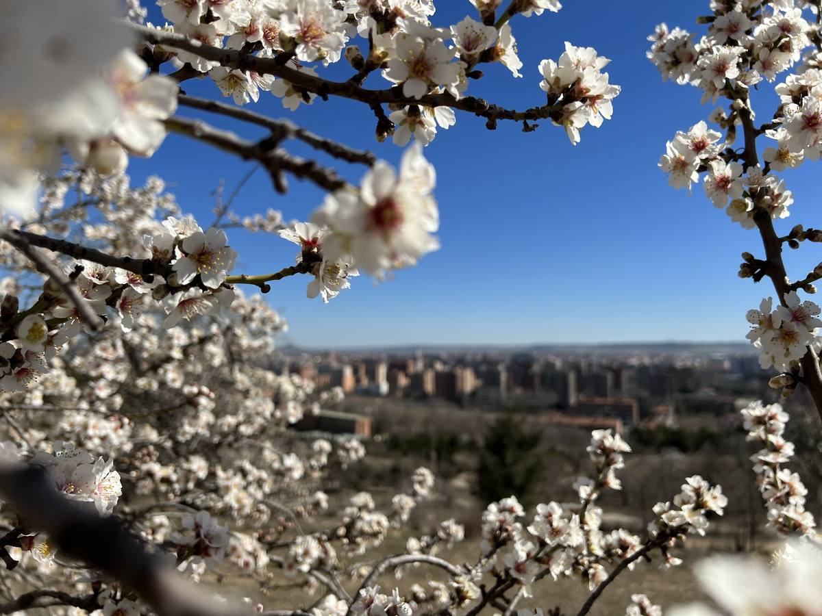 Fotos: Los almendros ya están en flor en Valladolid