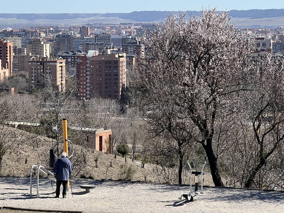 Fotos: Los almendros ya están en flor en Valladolid