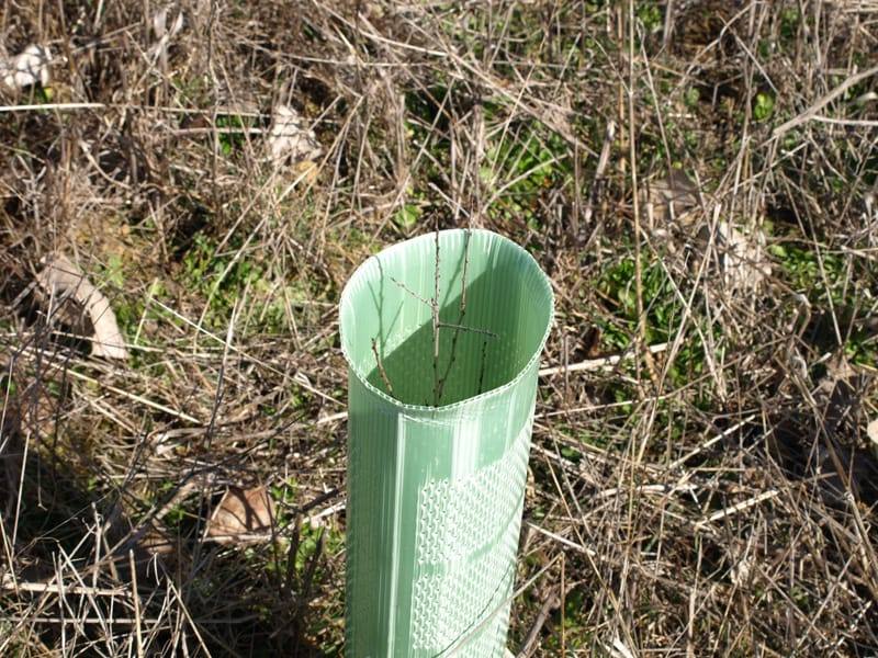 Fotos: Vecinos de Villacid participan en la reforestación del entorno de la ermita de Bustillino