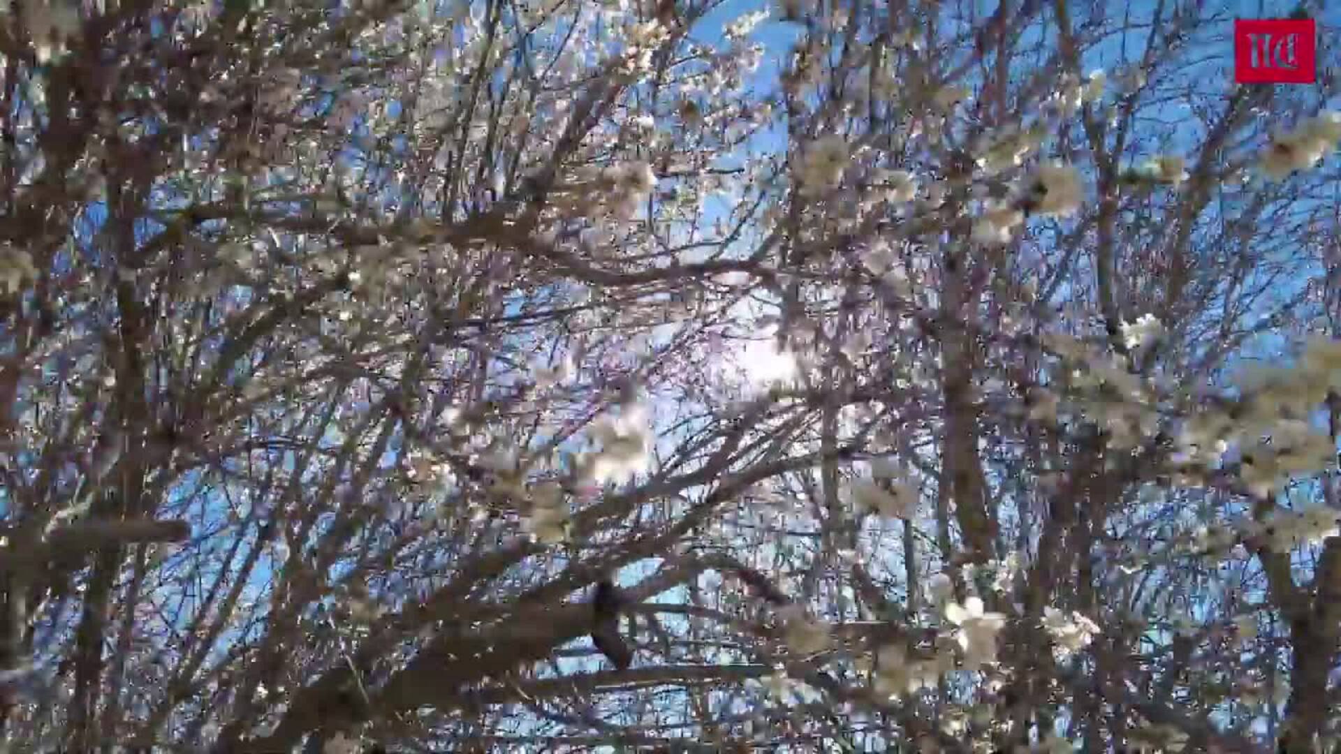 Floración de almendros en Valladolid