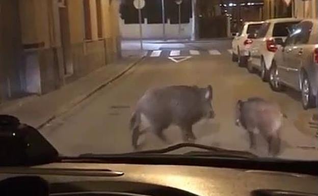 Los dos jabalíes en la calle Velázquez.
