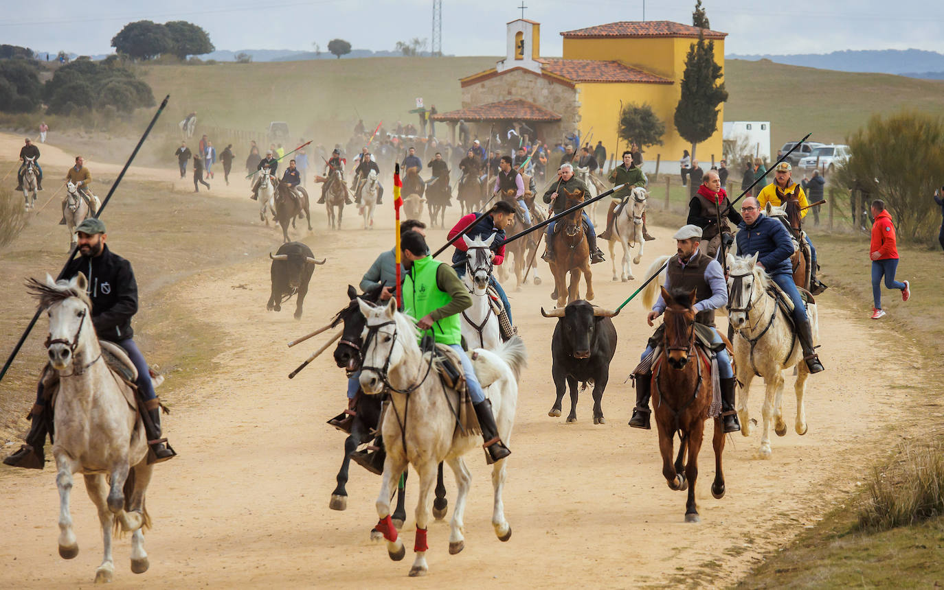 Fotos: Domingo grande en el Carnaval del Toro de Ciudad Rodrigo