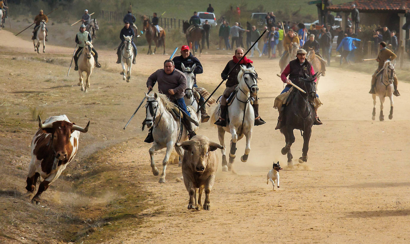 Fotos: Domingo grande en el Carnaval del Toro de Ciudad Rodrigo