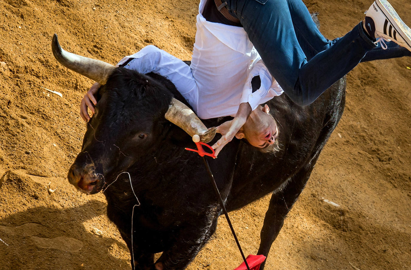 Fotos: Domingo grande en el Carnaval del Toro de Ciudad Rodrigo