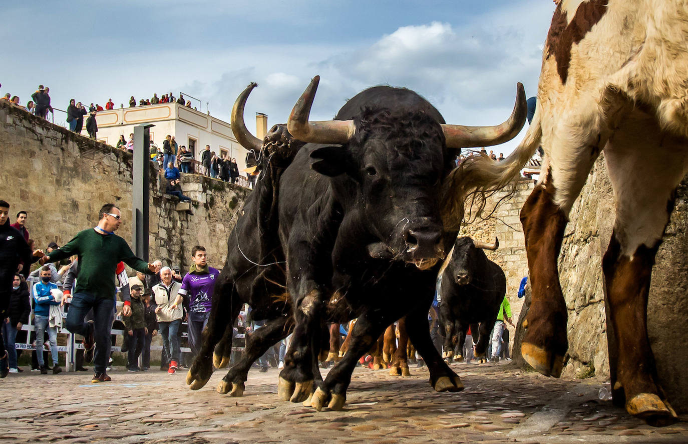 Fotos: Encierro del Martes de Carnaval en Ciudad Rodrigo