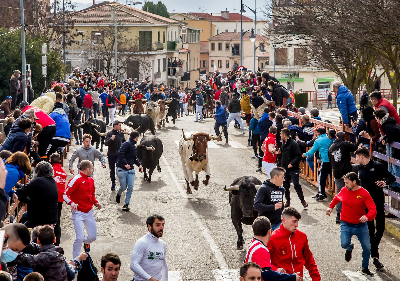 Fotos: Encierro del Martes de Carnaval en Ciudad Rodrigo