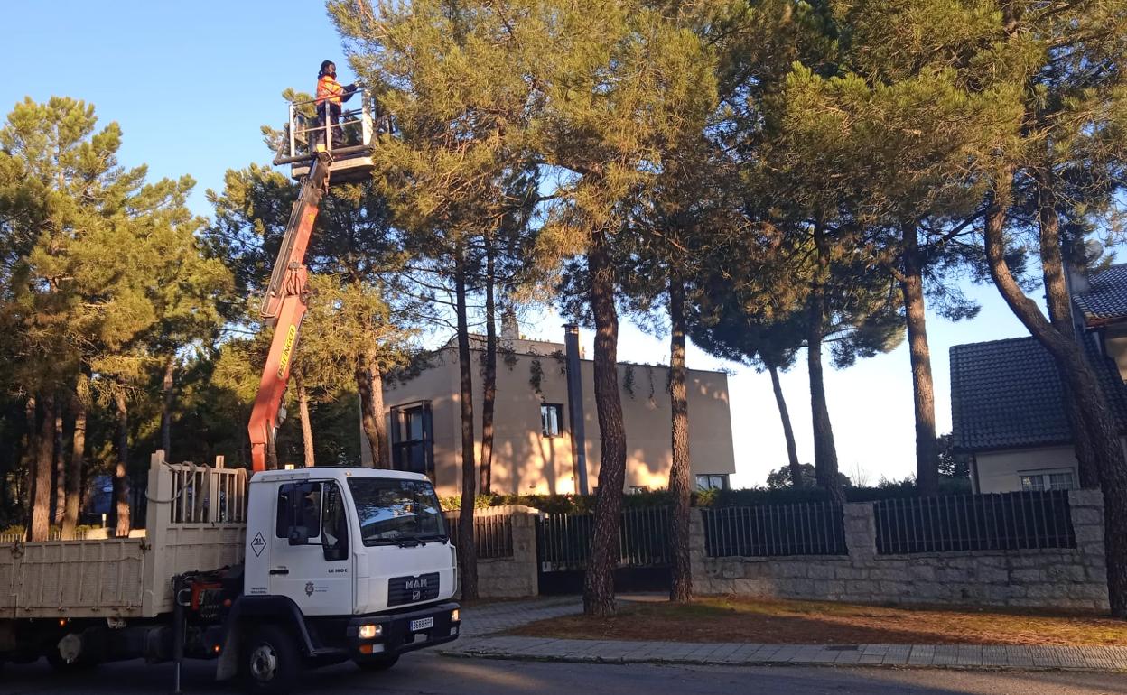 Tratamiento de la procesionaria del pino en Alba de Tormes. 