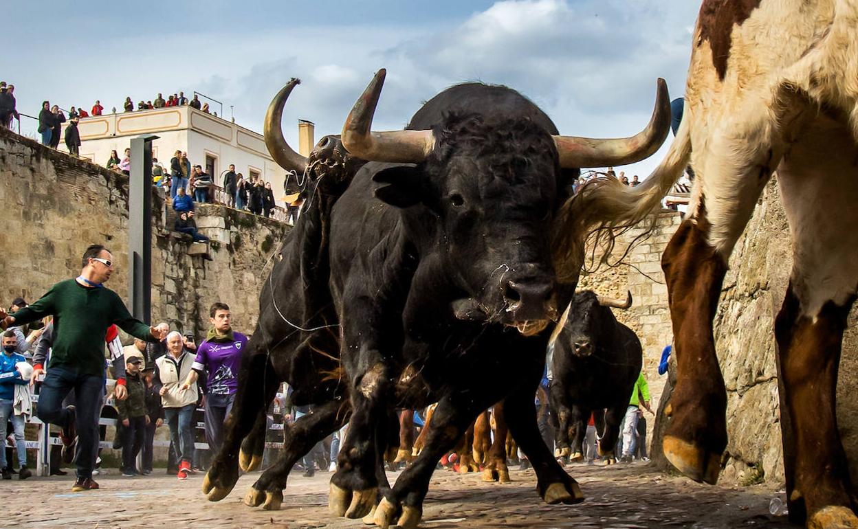 Carnaval del Toro en Ciudad Rodrigo. 