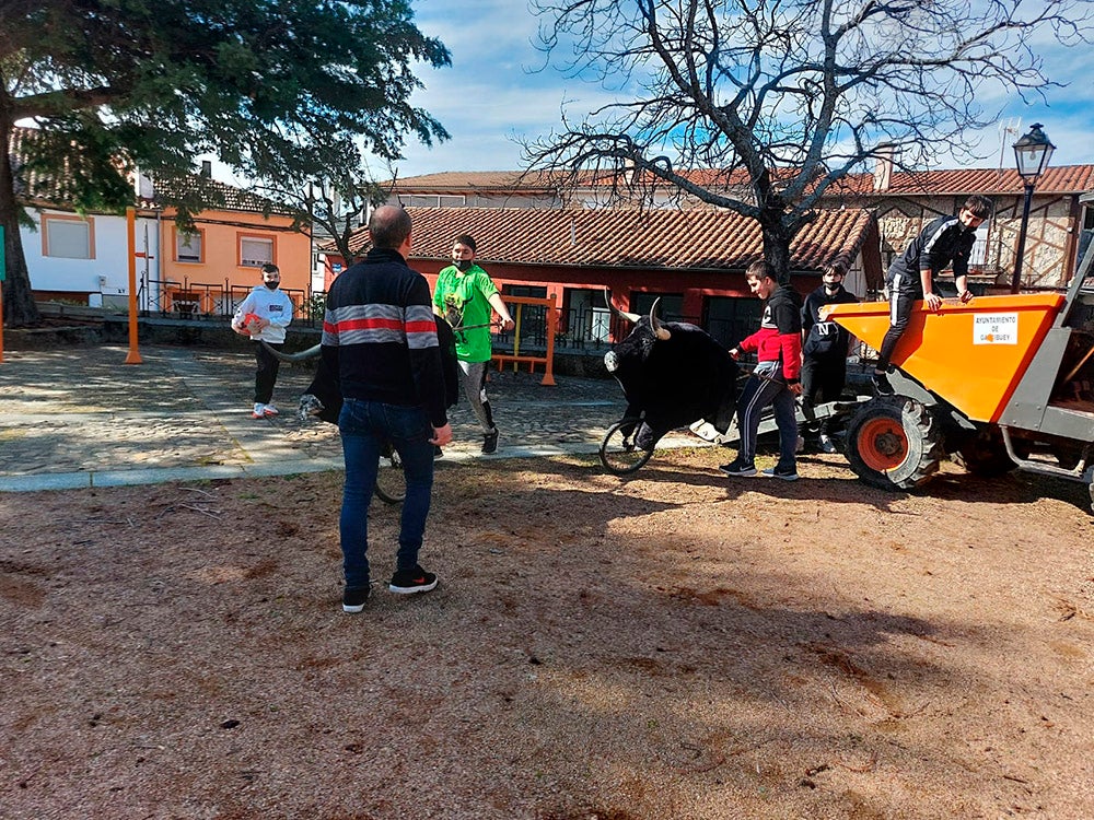 Garcibuey celebra su tradicional Fiesta de la Matanza