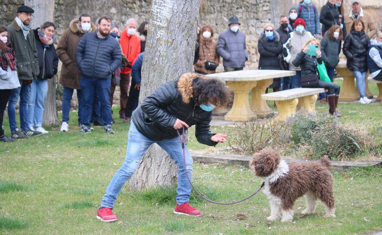 Exhibición de búsqueda de trufas con perros.