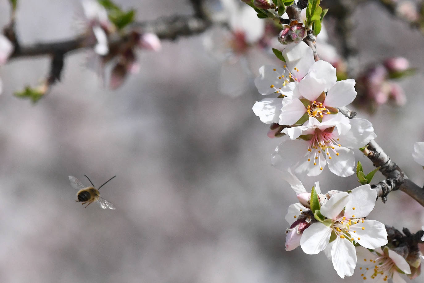 Fotos: La primavera se estrena en Valladolid con sol y temperaturas agradables