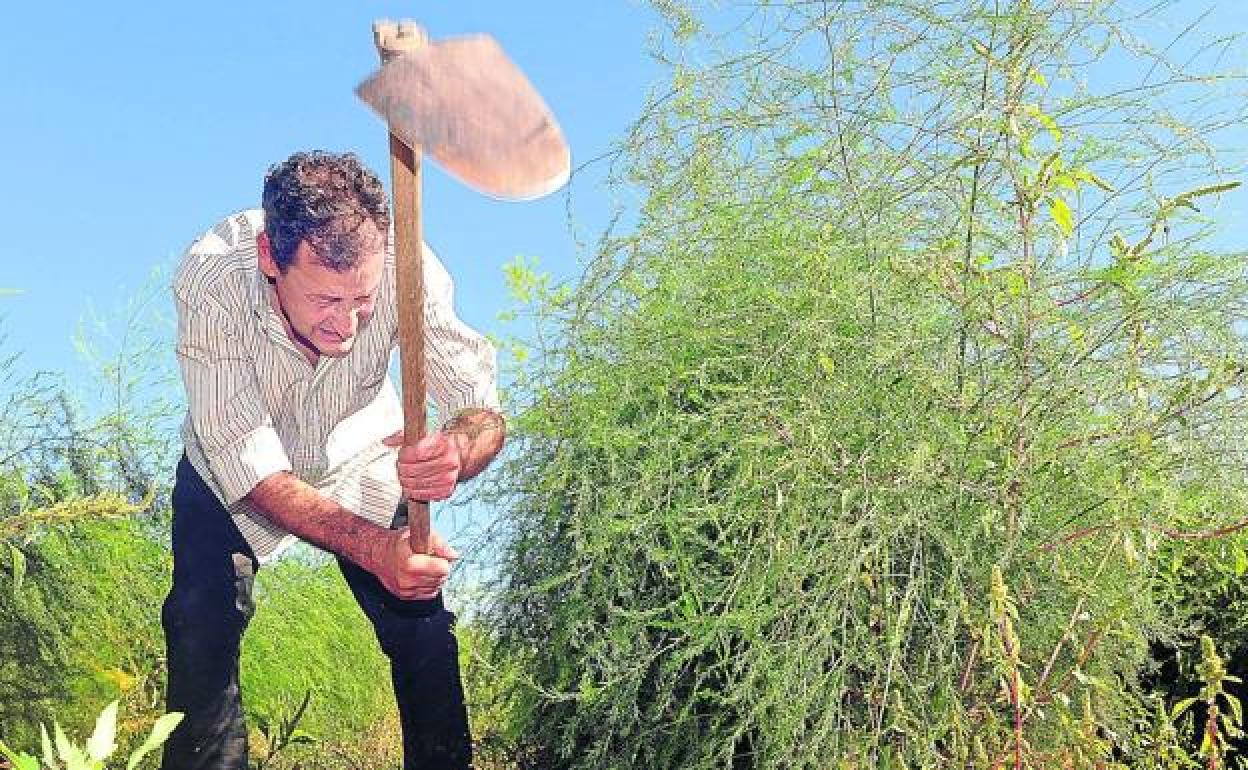 Un agricultor cultiva su huerta ecológica, azadón en mano. 