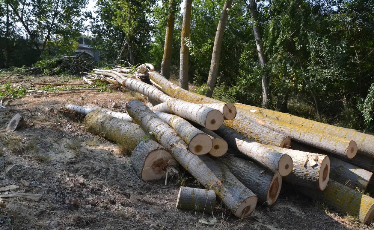 La primera subasta de chopos del año sacará al mercado 32.186 metros cúbicos de madera