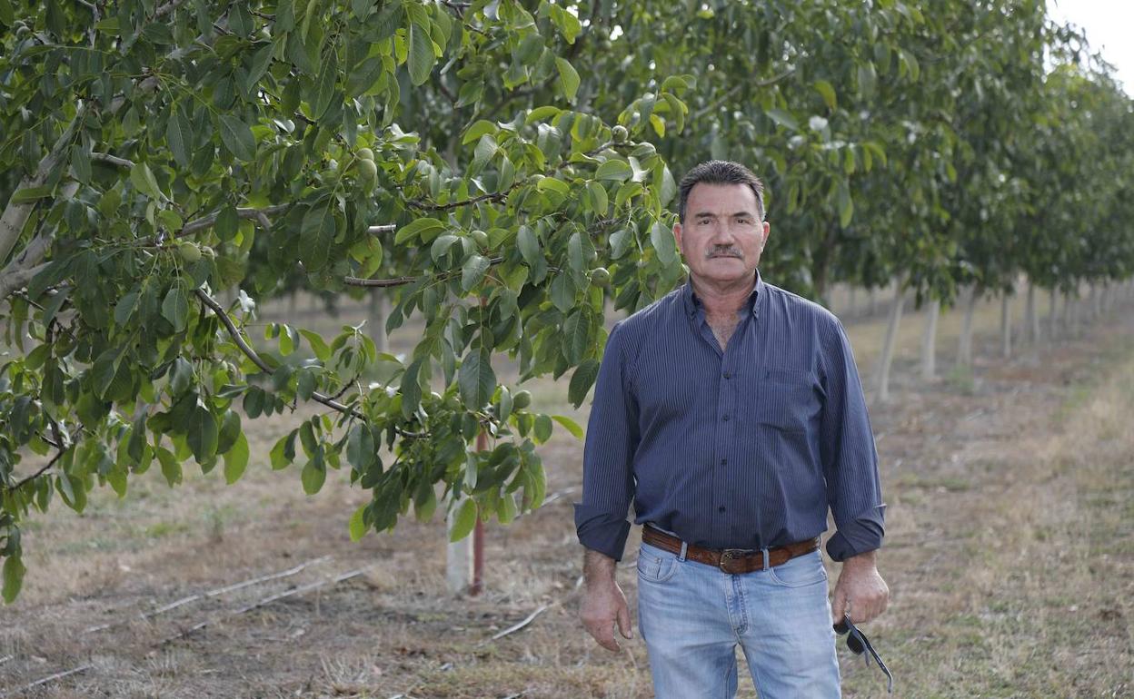 Miguel García Benito, junto a sus nogales en una de sus 15 hectáreas en Fompedraza. 