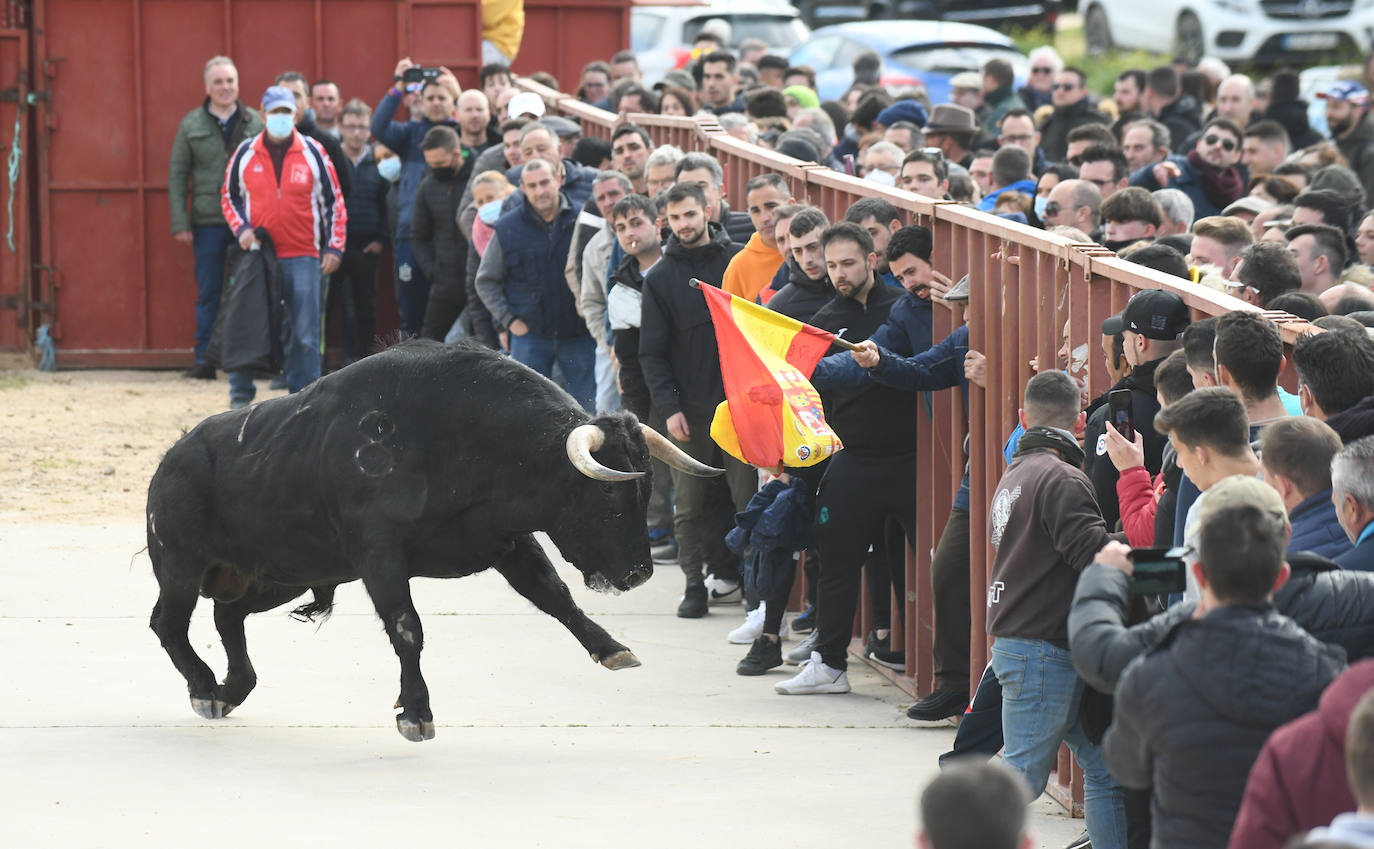 El 'Toro del Arrope' regresa a Siete Iglesias. 