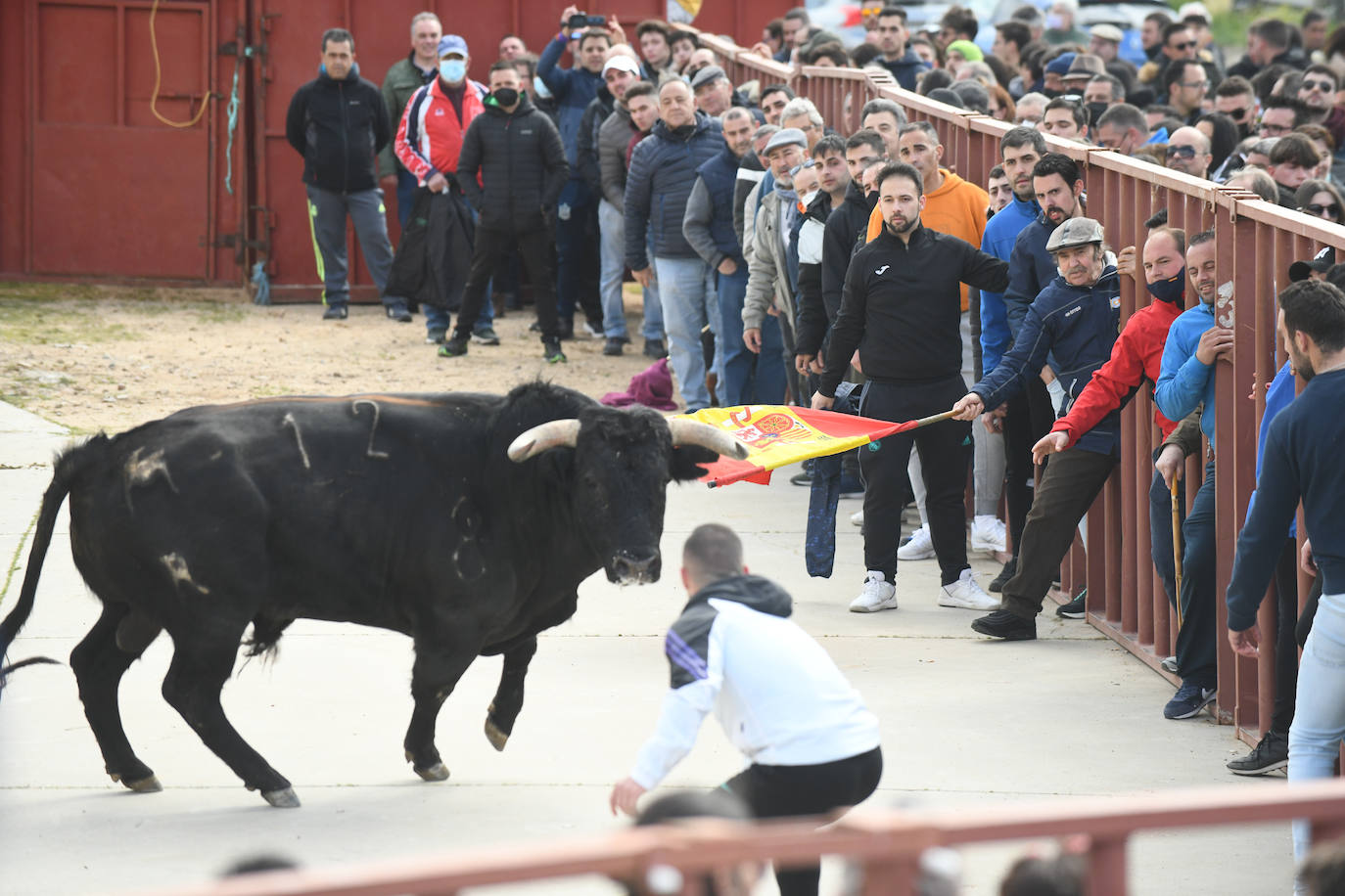 El 'Toro del Arrope' regresa a Siete Iglesias. 