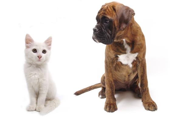 Perros o gatos: una encuesta revela qué mascota es más cara de mantener