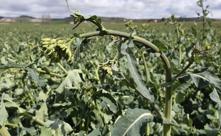 «El primer día ya dejó las colzas para abajo, han sido temperaturas muy bajas»