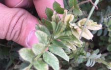 «Ahora vienen días de calor y espero que las vezas se recuperen»