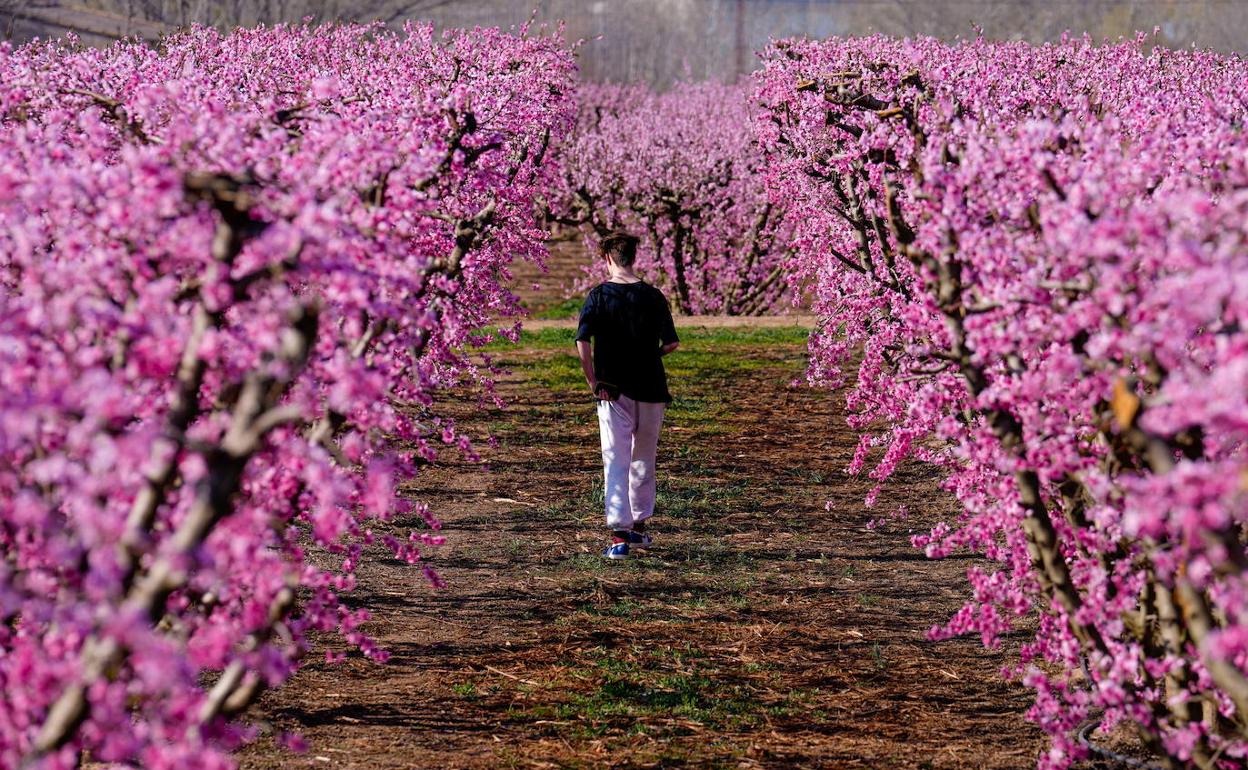 Floración de melocotoneros en Aitona.