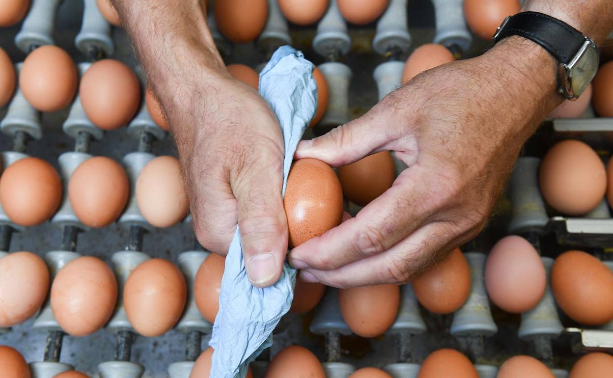 Limpieza de huevos en una granja. 