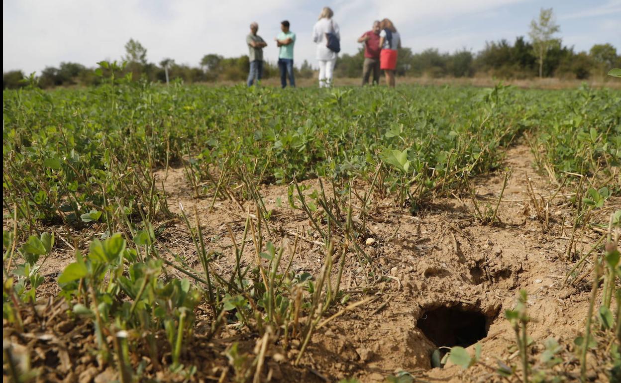 El 87,5% de los casos de tularemia registrados en España en 2019 se localizaron en Palencia
