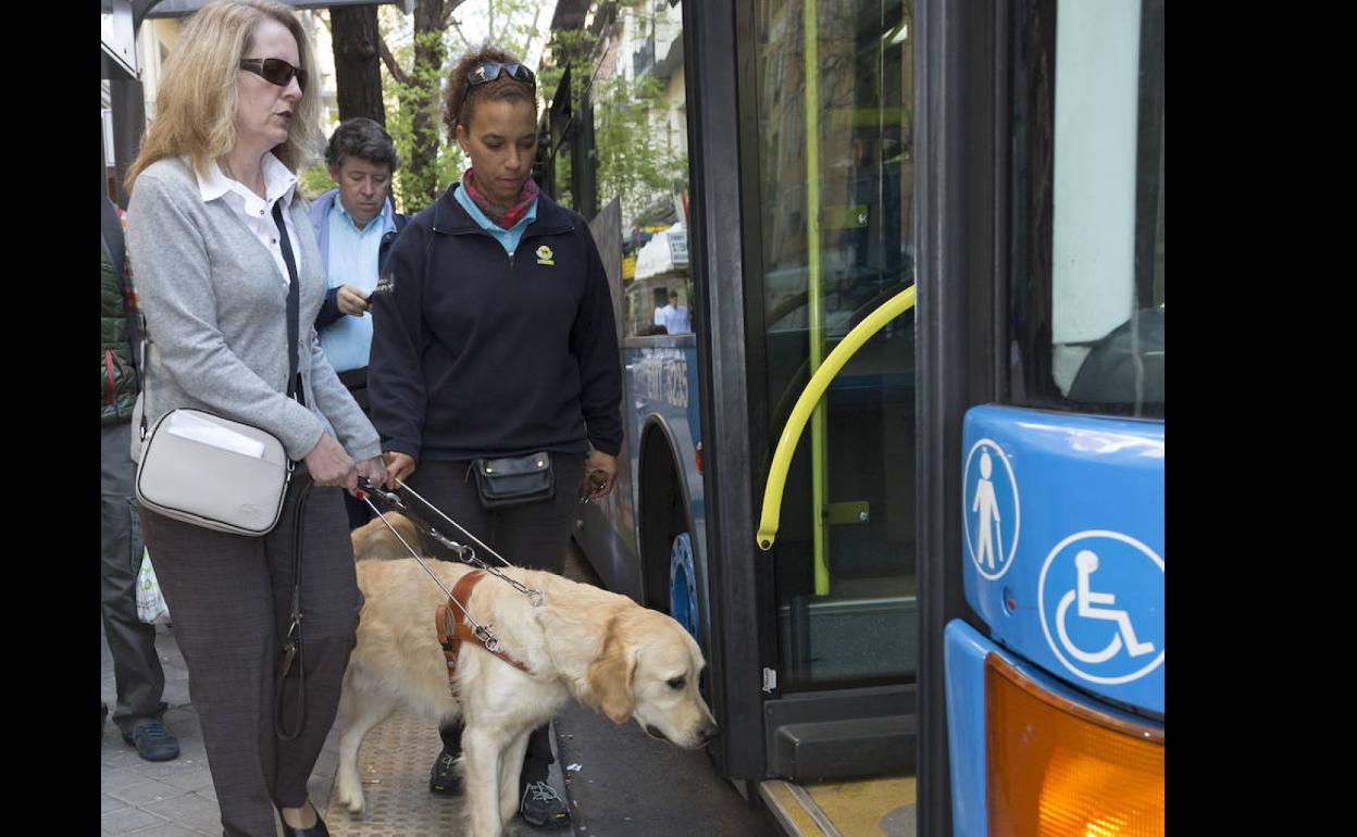 Una persona ciega accede al bus con un perro guía