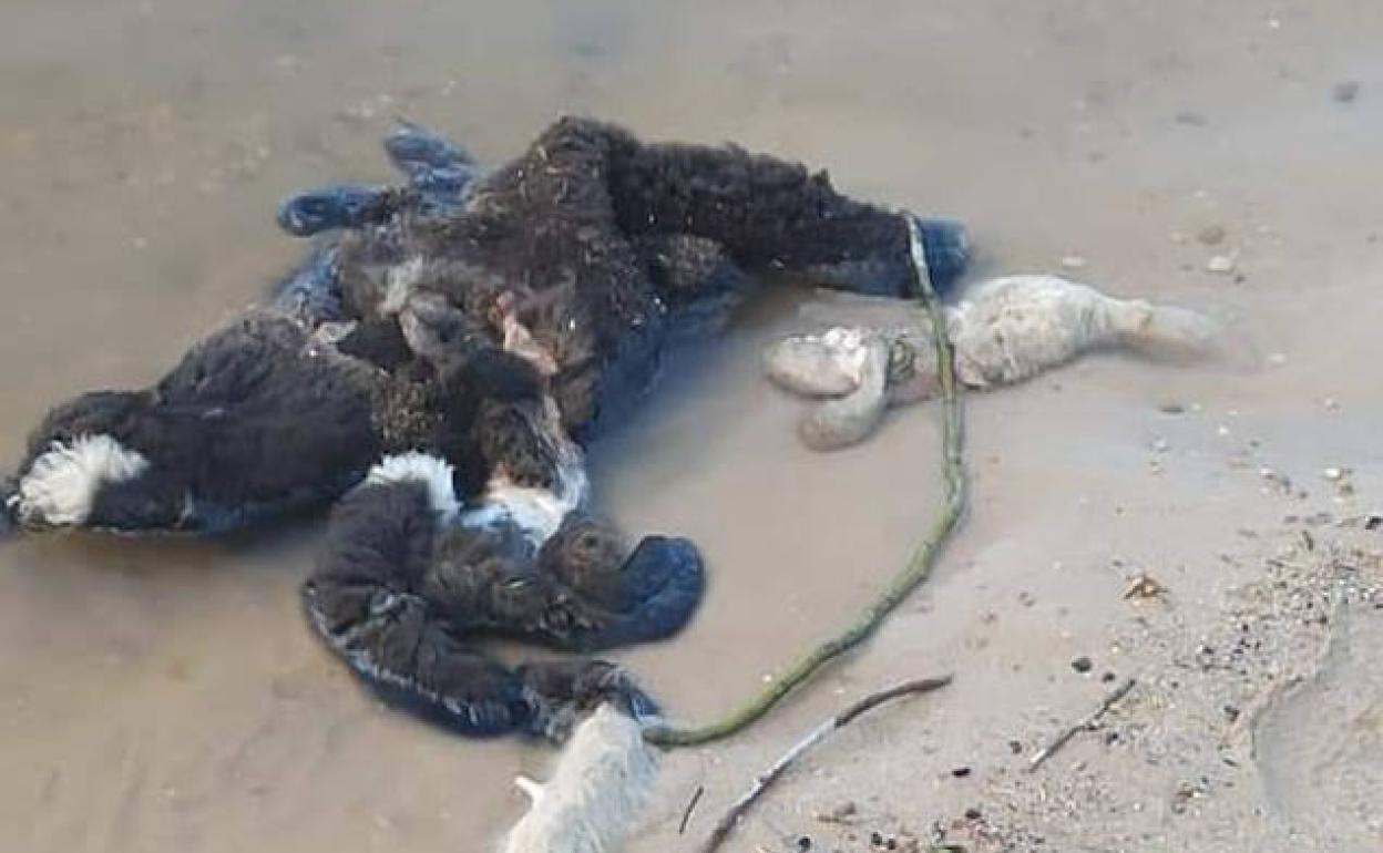 Restos de un cordero muerto en el cauce del río Duero a su paso por Tordesillas. 