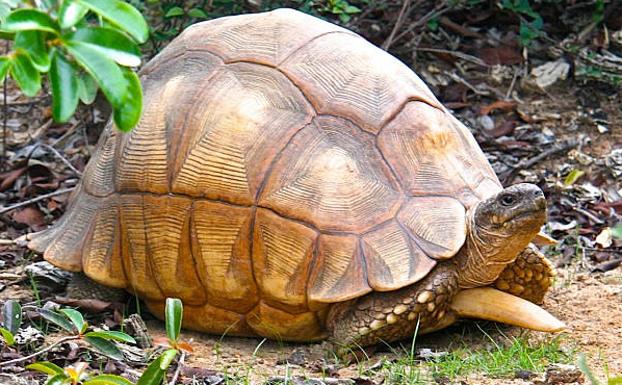 La tortuga angonoka ('Astrochelys yniphora') es endémica de los bosques secos del noroeste de Madagascar.