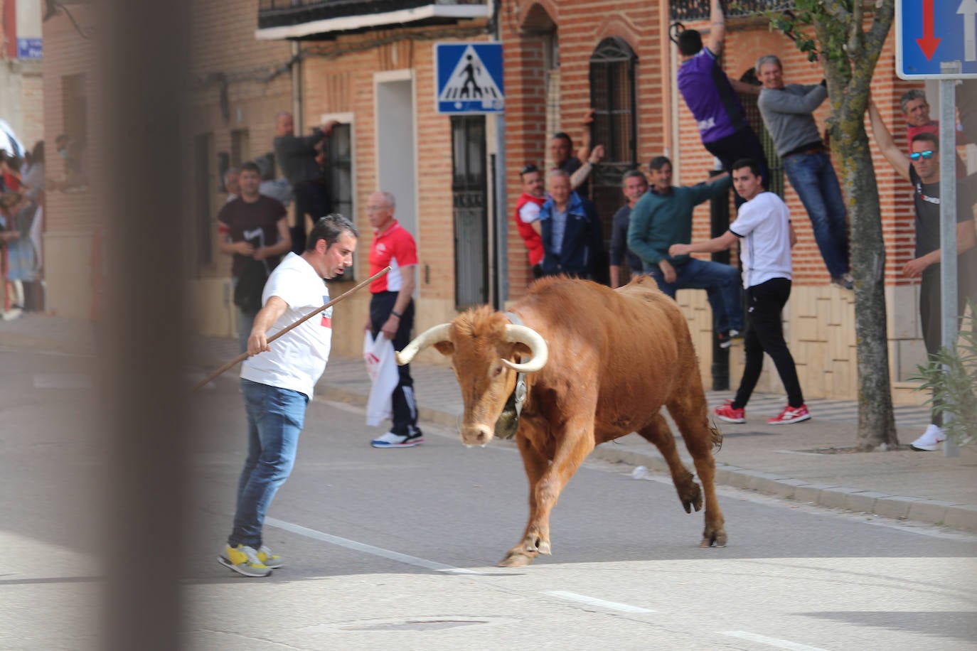 El municipio vallisoletano ha vivido una jornada festiva con toros y vino.