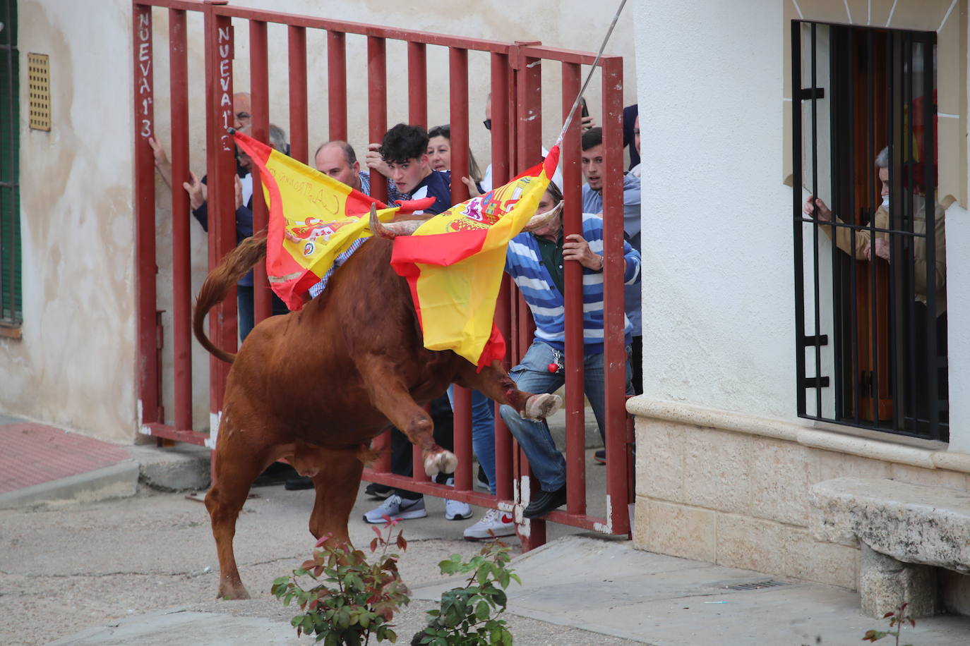 El municipio vallisoletano ha vivido una jornada festiva con toros y vino.