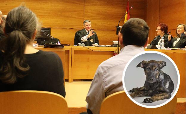 El juicio por la muerte del perro 'Cooper' a manos de su dueño será el 9 de mayo