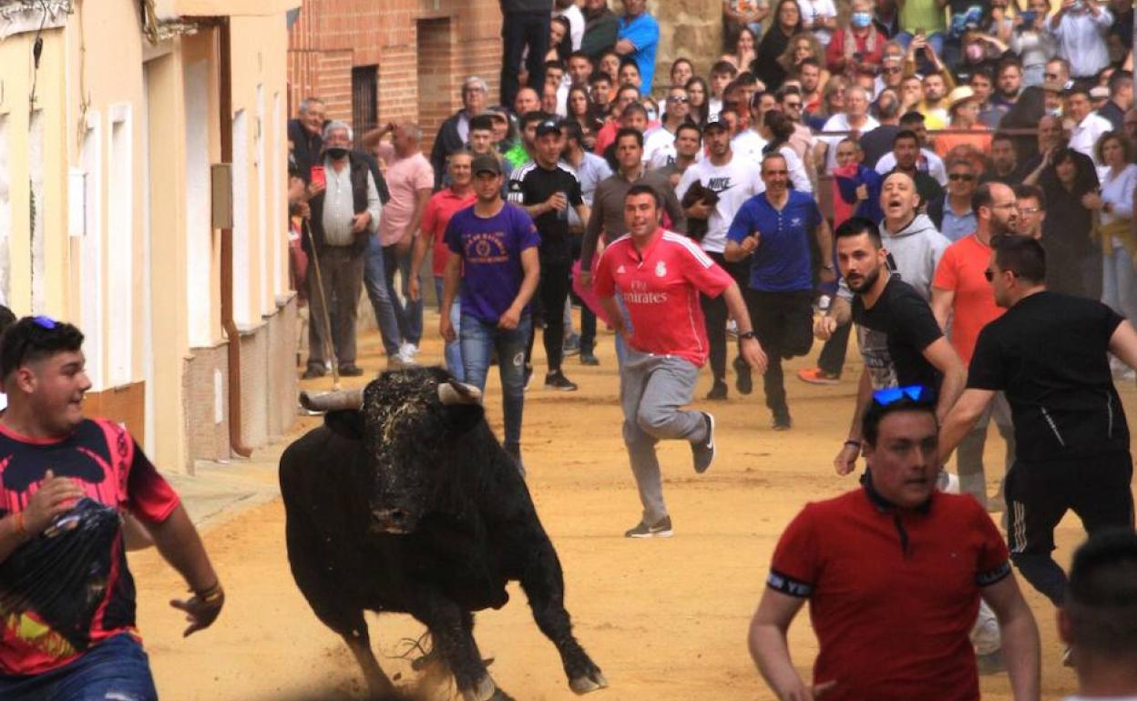 Corredores ante un novillo en una calle de Mayorga.