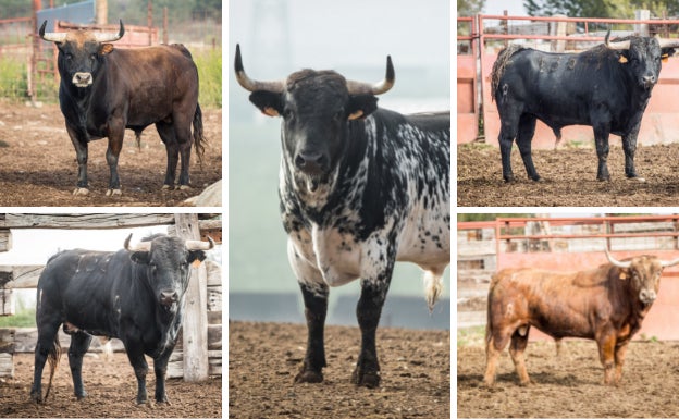 Los cortes vuelven a la plaza de toros de Valladolid el 13 de mayo por la noche