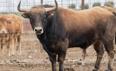 Toros: así han preparado los cortadores su vuelta a la Plaza de Valladolid