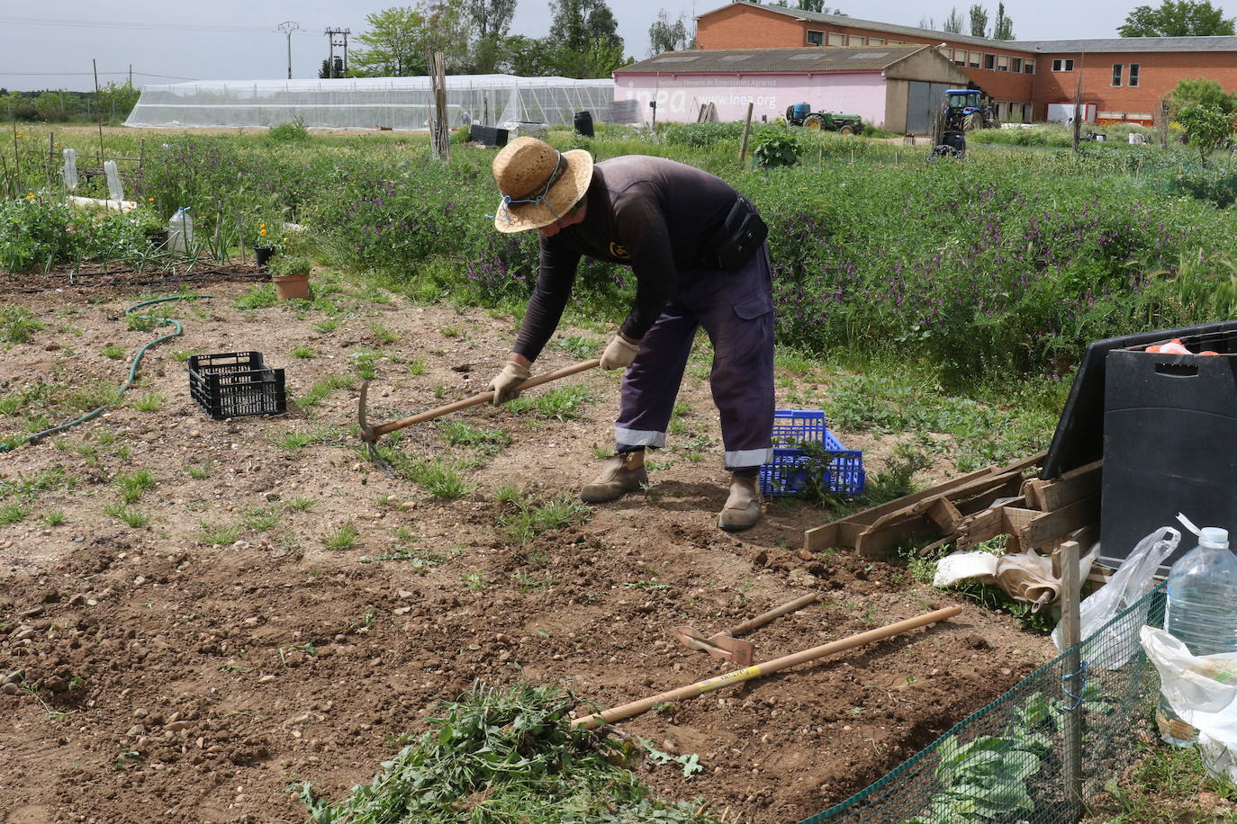 Un hortelano cultiva una de las parcelas en la finca de Inea junto al Camino Viejo de Simancas. 