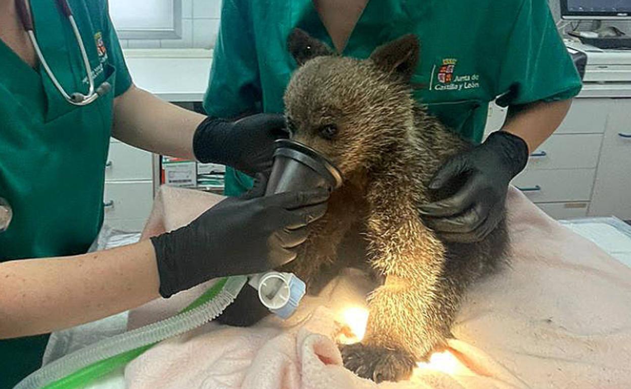 El osezno rescatado en León está siendo tratado de sus lesiones en el Centro de Recuperación de Animales Silvestres de Valladolid. 