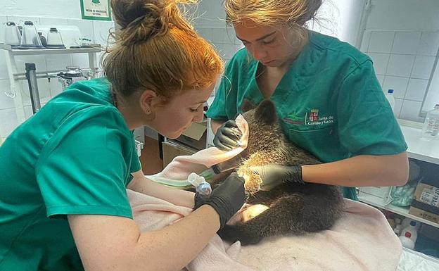 El osezno rescatado en León está siendo tratado de sus lesiones en el Centro de Recuperación de Animales Silvestres de Valladolid. 