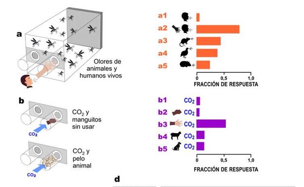 Figura 1. Preferencia de los mosquitos Ae. aegypti por el olor humano en comparación con otros de varios orígenes. (a–b), respuesta de la hembra de Ae. aegypti a olores humanos y animales en ensayos realizados con olfatómetros. La respuesta al aliento humano exhalado (a1), al CO2 (b1) o a manguitos de control sin usar (b2) fue mínima en ausencia de olor humano o animal. c, todas las neuronas sensoriales olfativas que expresan el mismo complejo receptor (el mismo color) envían axones a un solo glomérulo en el lóbulo de la antena. d, esquemas de las diversas formas en que las que puede variar la actividad neuronal provocada por los olores humanos y animales en el lóbulo de la antena, lo que permite a los mosquitos discriminar entre ellos. Los tonos de rojo indican diferentes niveles de actividad neuronal. 