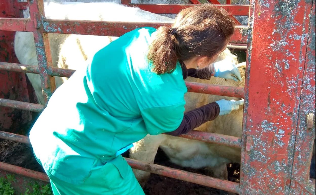 Una veterinaria realiza una prueba de saneamiento en la provincia de Salamanca. 