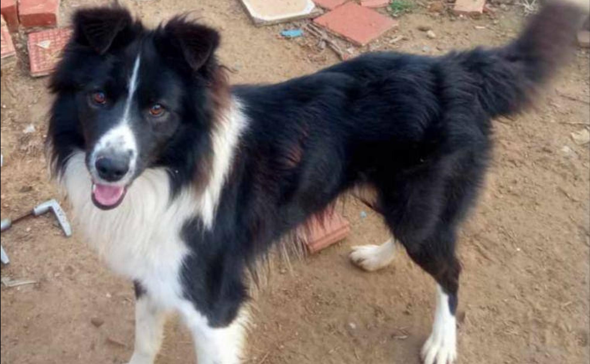 El perro, Uno, en una foto facilitada por sus dueños. 