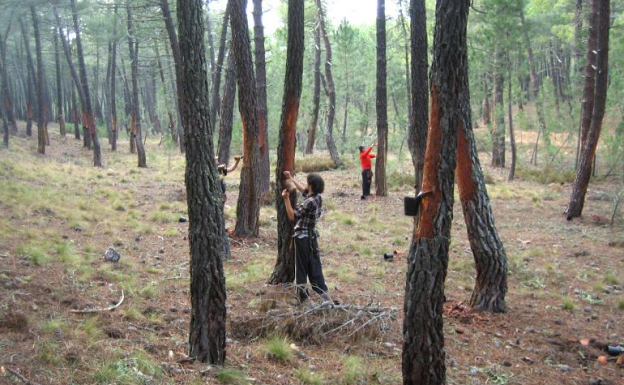 Los resineros de Soria se unen en la primera asociación del sector