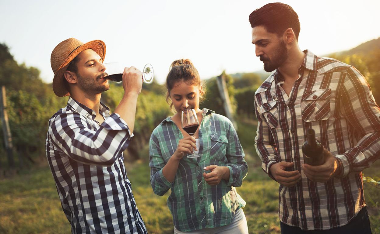 Un grupo de turistas en un viñedo. 