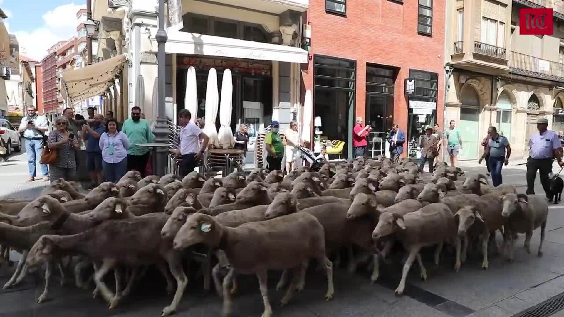 Feria de raza churra de Palencia