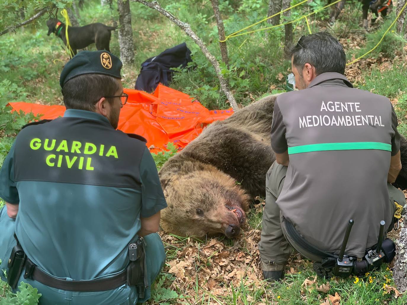 Un guardia civil y un agente medioambiental, esta mañana junto al cadáver del oso macho adulto. 