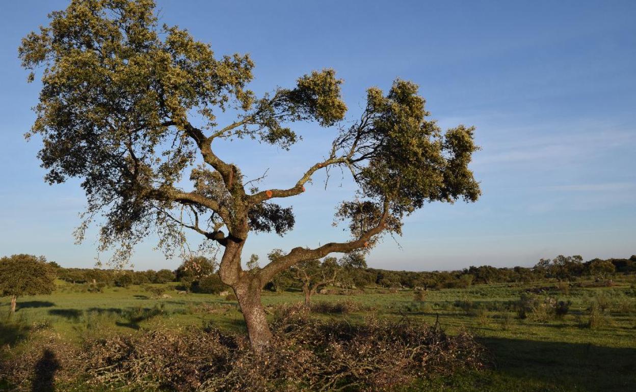 Encina en una dehesa